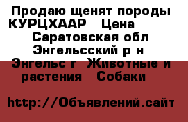 Продаю щенят породы КУРЦХААР › Цена ­ 6 000 - Саратовская обл., Энгельсский р-н, Энгельс г. Животные и растения » Собаки   